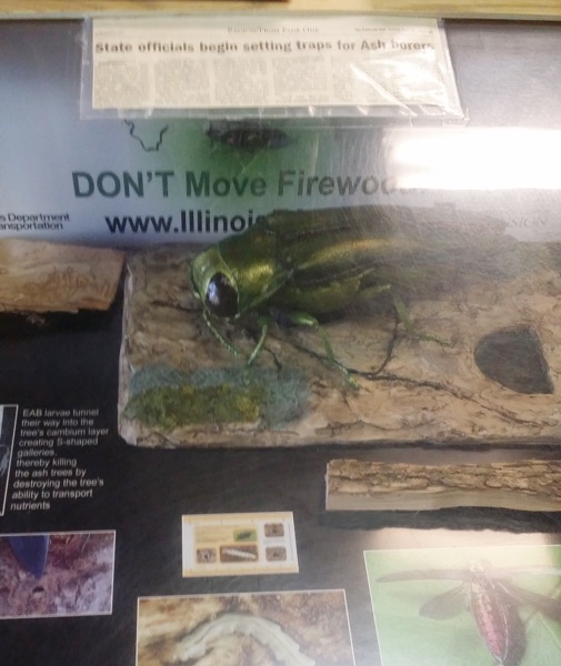 Emerald Ash Borer