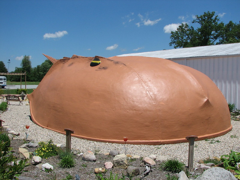 World's largest horseshoe crab in Blanchester, OH