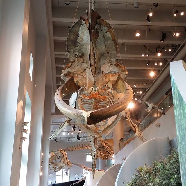  Blue Whale Skeleton at the Museum of Natural Sciences in Raleigh NC