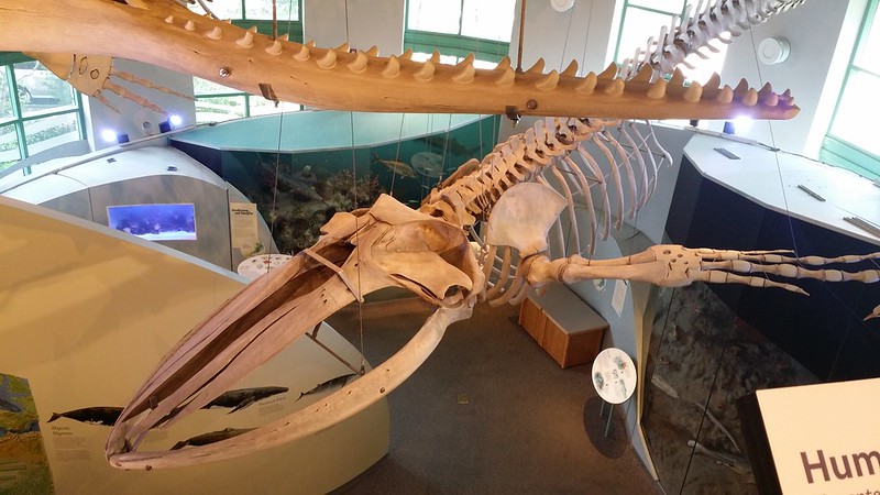  Whale Skeleton in the North Carolina Museum of Natural Sciences
