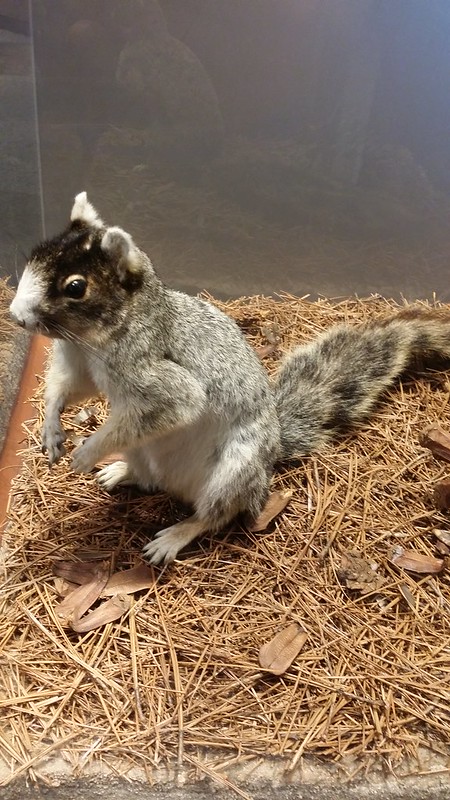  Fox Squirrel in the North Carolina Museum of Natural Sciences