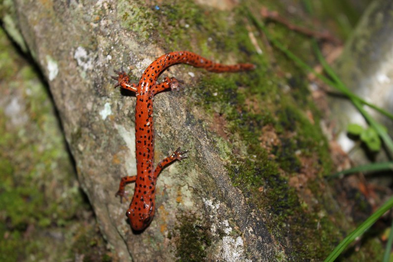 Salamander. Mammoth Cave, Kentucky