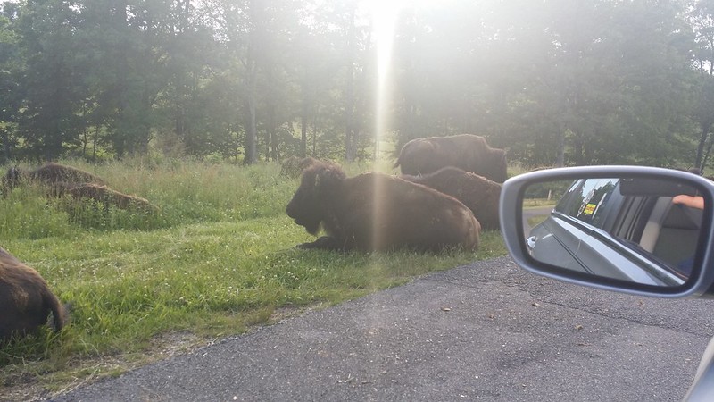 Bison at Land Between the Lakes