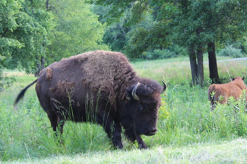 Stretching Bison