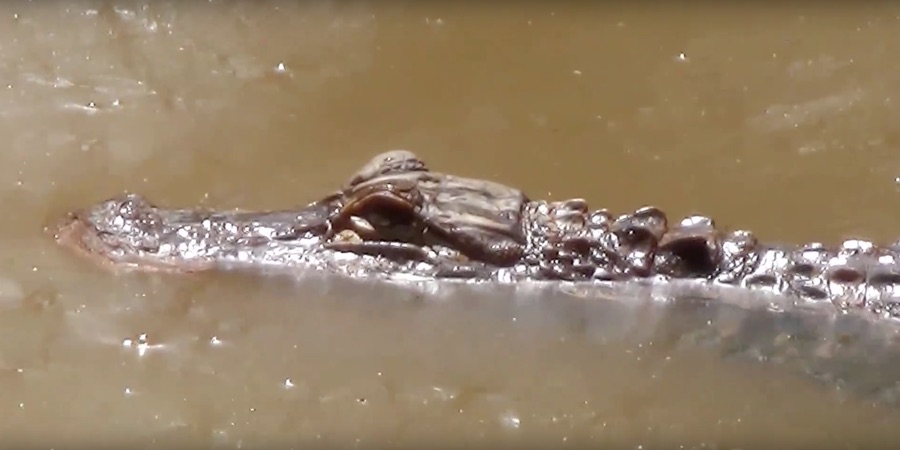Mississippi Gator