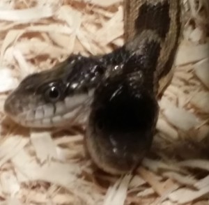 Two Headed Snake