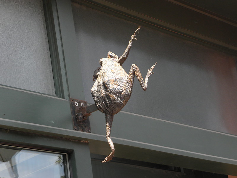 Leaping frog  in Burlington VT