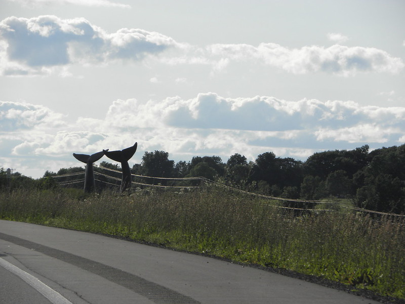 Whale Tails in Vermont