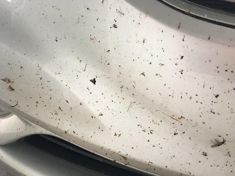 Broken bug bodies on my bumper
