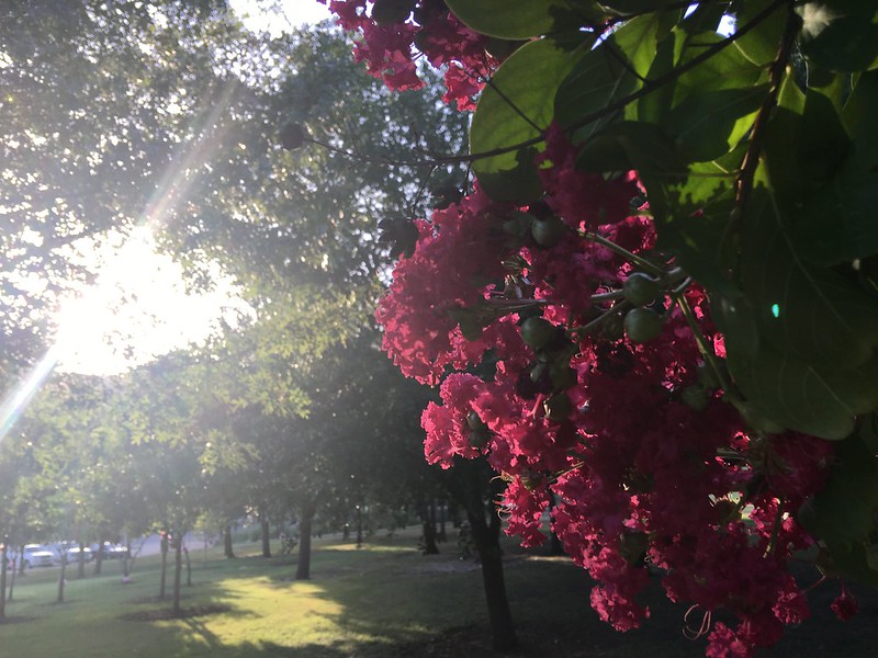 Crepe Myrtle about 45 minutes from sunset