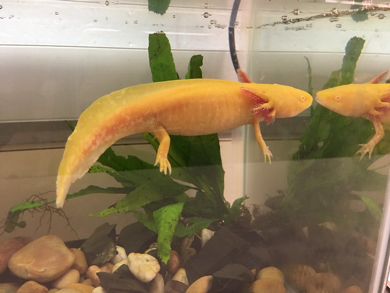 Axolotl