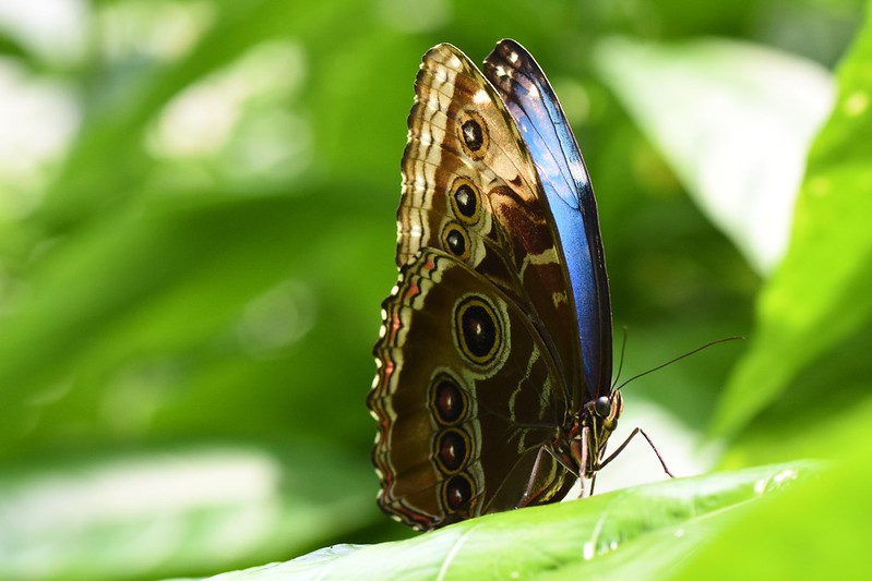 Morpho butterfly at rest (don't be shy, show your colors)