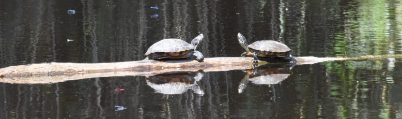 Turtles