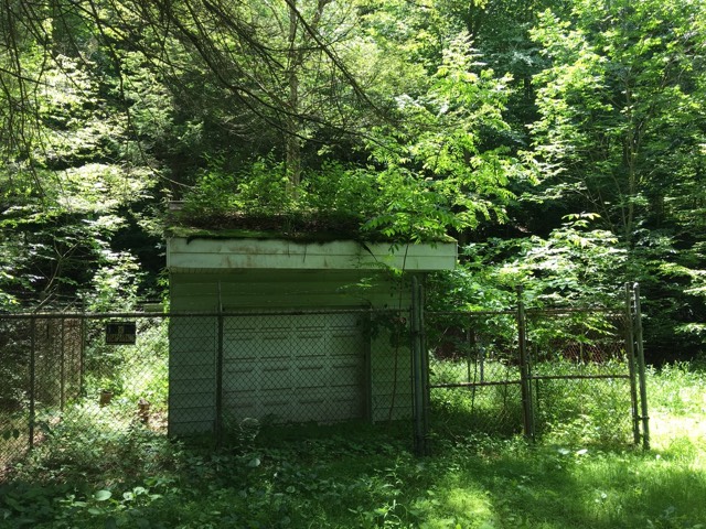 Shed being consumed by a forest