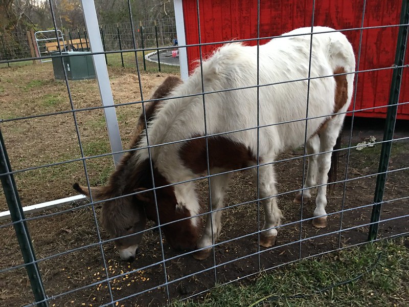 Donkey & Pony at Peach World