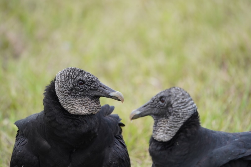 Black Vulture Coragyps atratus