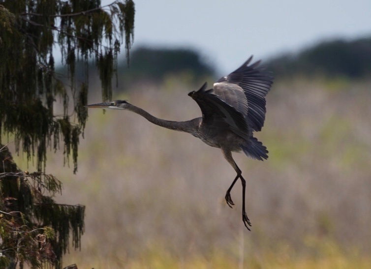 Blue Heron