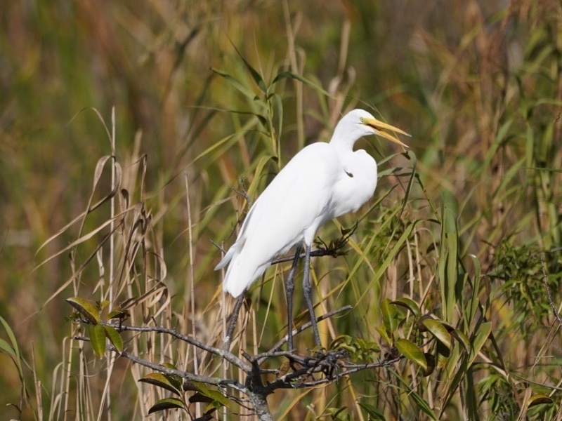 Great Egret Ardea alba