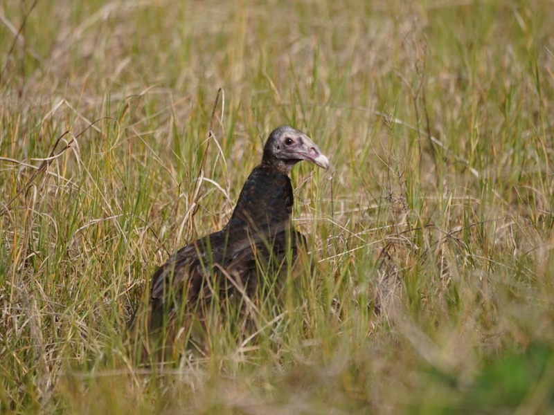 Turkey Vulture Cathartes aura