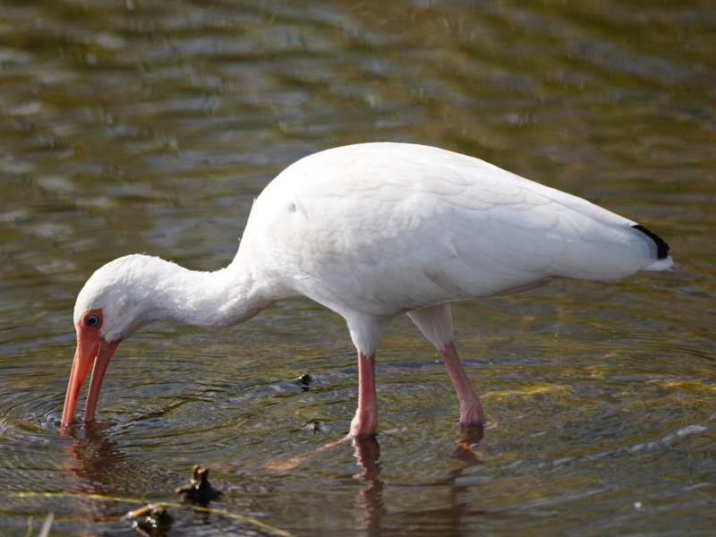 White Ibis Eudocimus albus