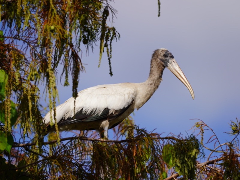 Wood Stork (Mycteria americana)