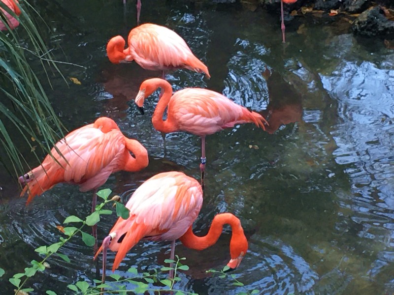 Pink Flamingos