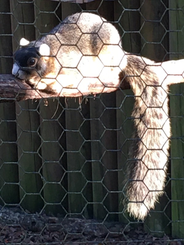 Sherman's fox squirrel