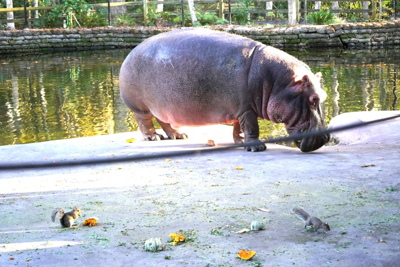 Hippo