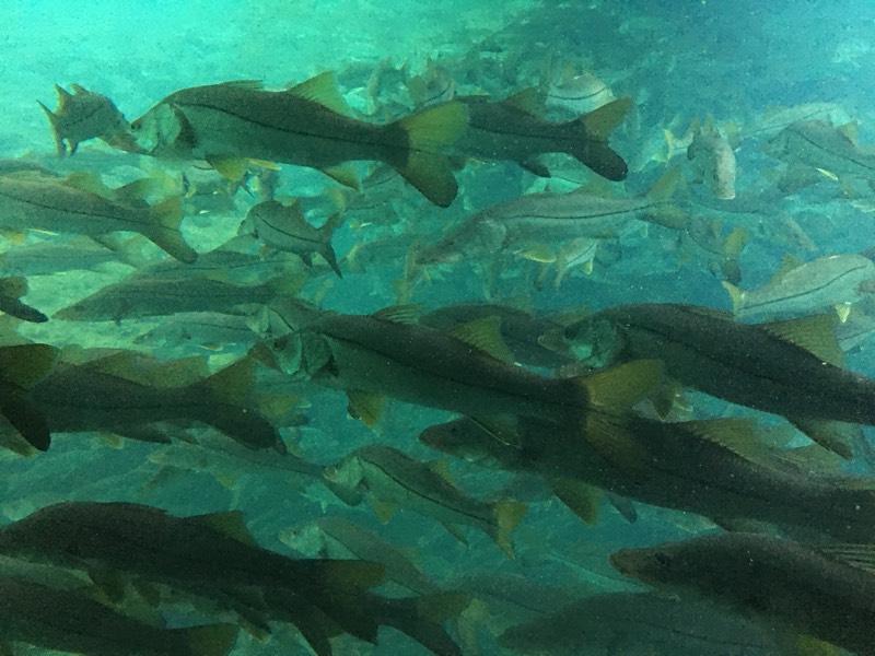 Snook Fish