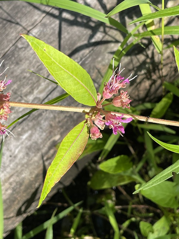 Evert Trail Swamp Loosestrife