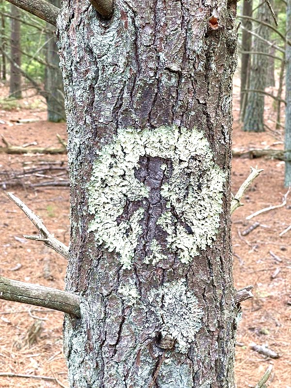 Wildland Firefighter Memorial, Lichen that looks like an alien