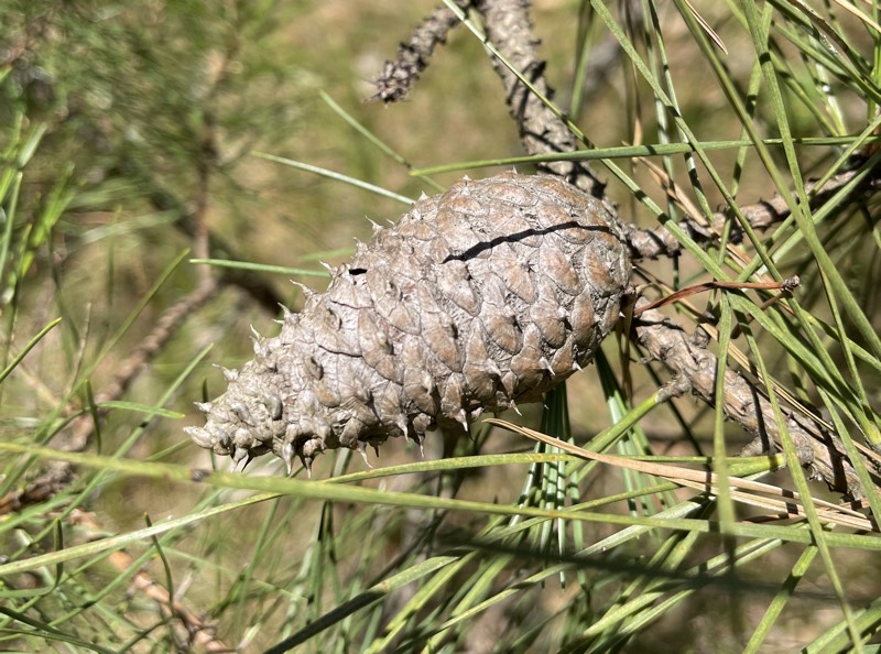 Pitch Pine Cone