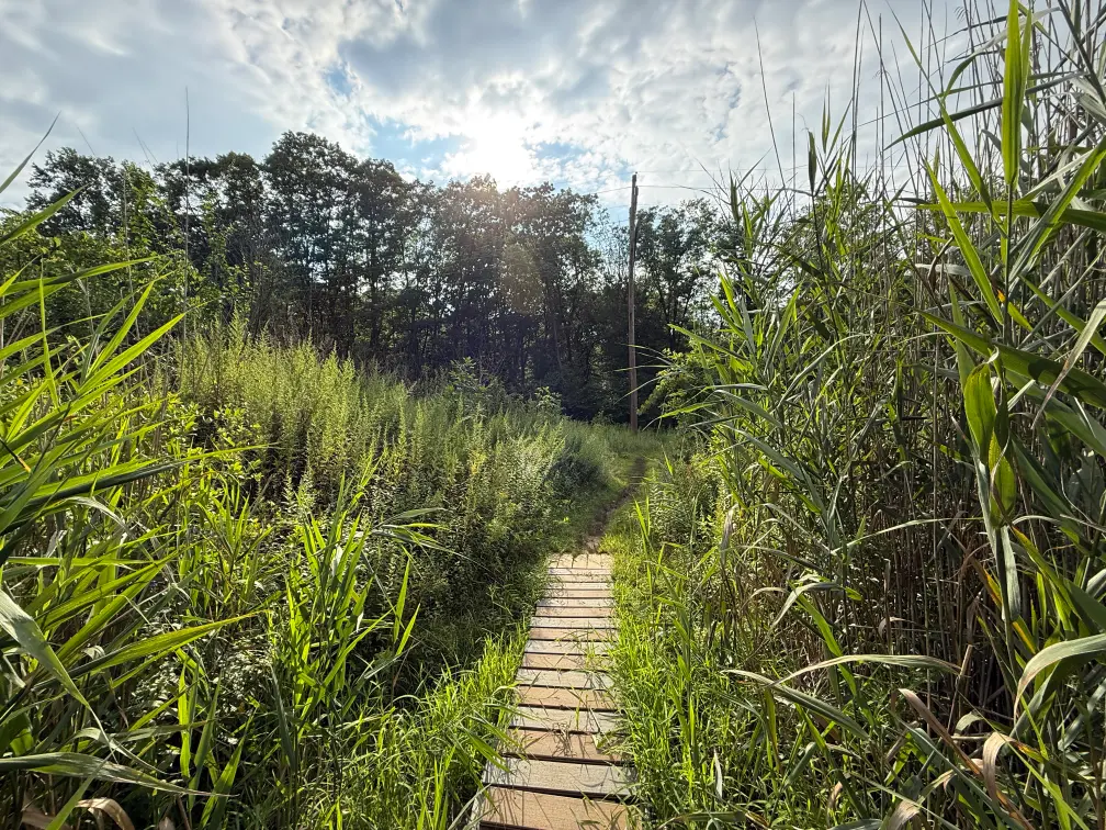 Swampy field