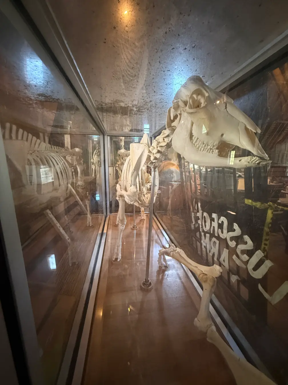 Skeleton Horse